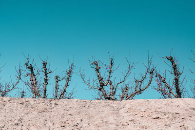 Flowering tree branches against blue sky