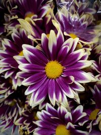 Close-up of purple flowering plants