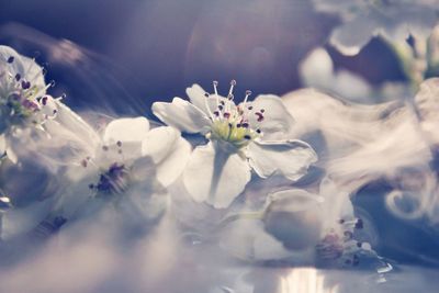 Close-up of white flowers