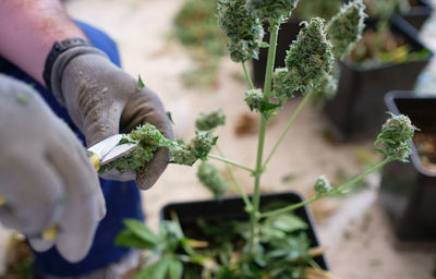 Crop unrecognizable scientist in white gloves checking weed plant in greenhouse while working on alternative medicine research