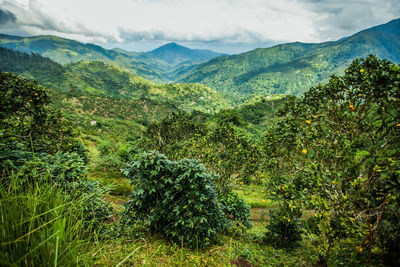 Blue mountains of jamaica where coffee is grown