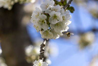 Close-up of cherry blossoms on tree