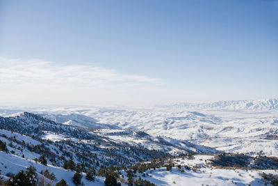 The winter forest is covered with snow. new year's landscape. fairy trees in snowdrifts. uzbekistan