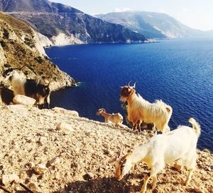 Goats at beach against mountains