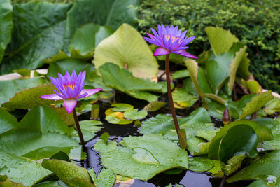 Close-up of water lily in lake