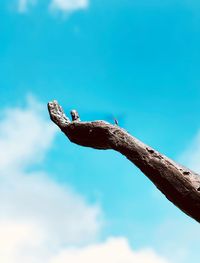 Low angle view of bird on branch against sky