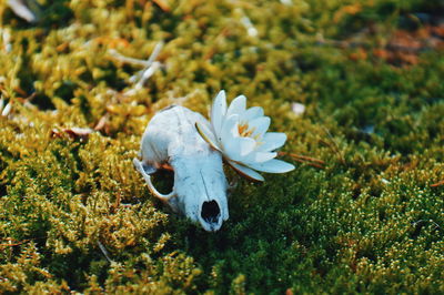 Close-up of white flowering plant on field