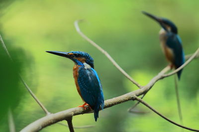 Close-up of common kingfisher bird perching on branch