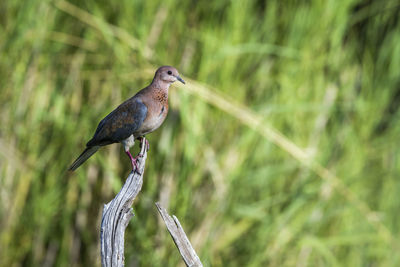 Close-up of bird perching on a land