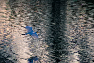 Duck swimming in lake