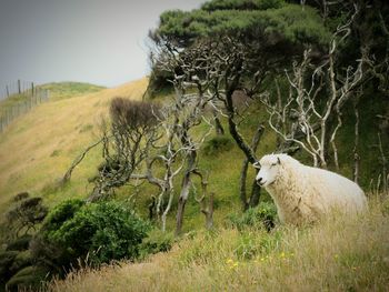 Grass grazing on grassy field