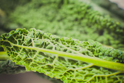 Close-up of kale vegetable