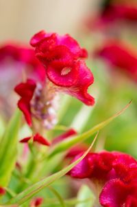 Close-up of pink flowers