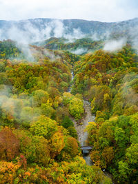 Scenic view of waterfall in forest