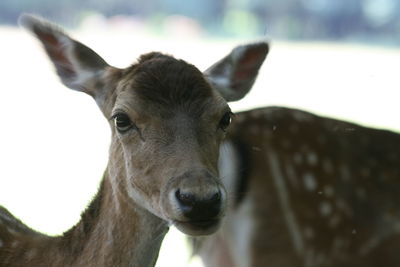 Portrait of deer