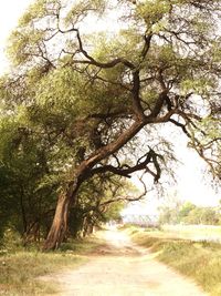 Trees on landscape