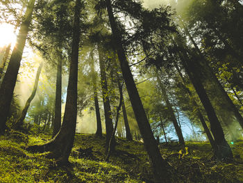 Low angle view of sunlight streaming through trees in forest