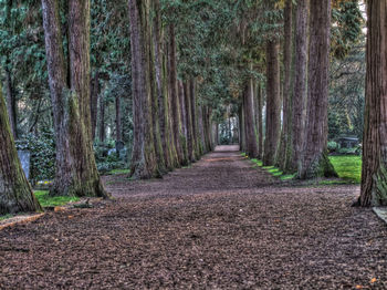 Pathway along trees in forest