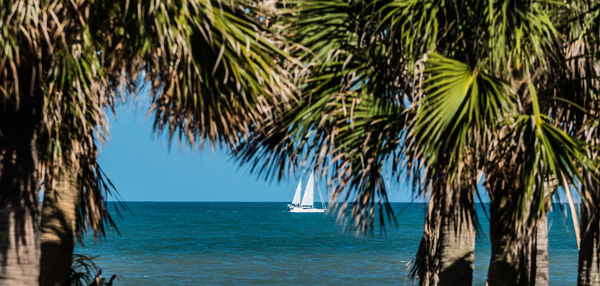 Palm trees by sea against sky