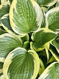 Full frame shot of fresh green leaves