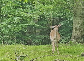 Trees on grassy field