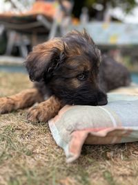 Close-up of dog