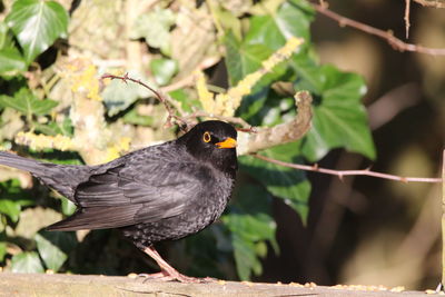 Close-up of bird perching on plant