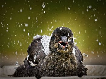 Close-up of wet animal