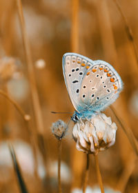 Close-up of butterfly on flower