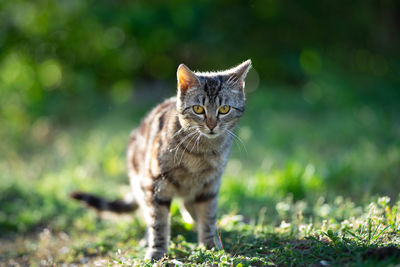 Portrait of a cat on field