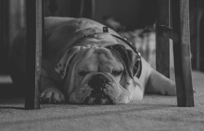 English bulldog relaxing below chair at home