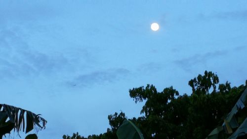 Low angle view of trees against sky