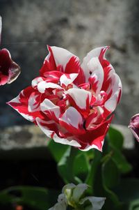 Close-up of pink rose