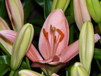 Full frame shot of lilies