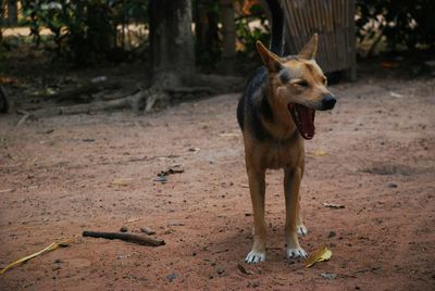 Rear view of dog