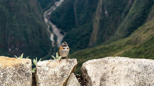 Bird perching on rock in mountains