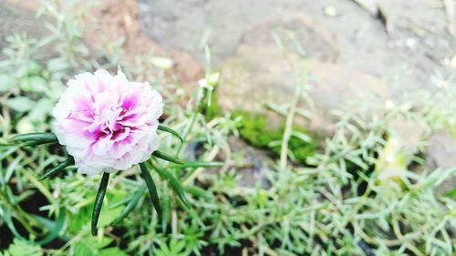 Close-up of pink flower blooming outdoors