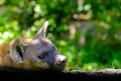 Close-up of a resting