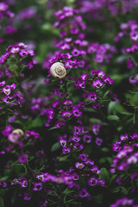 Close-up of butterfly on purple flower