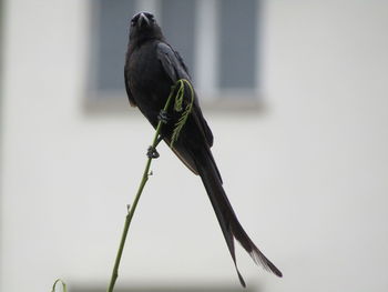 Close-up of bird perching on a plant