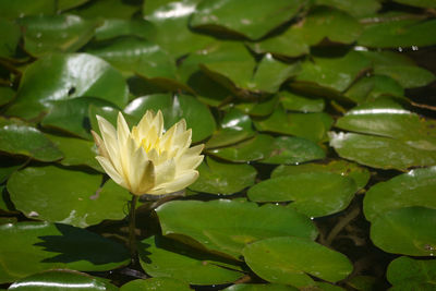 Close-up of lotus water lily in lake