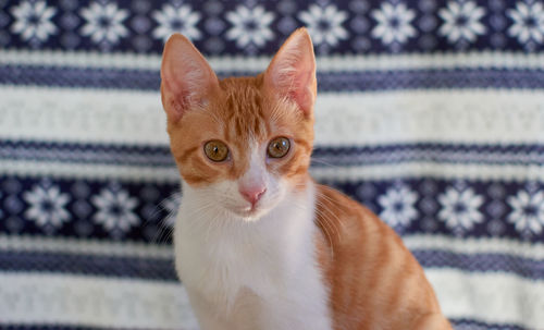Close-up portrait of a cat