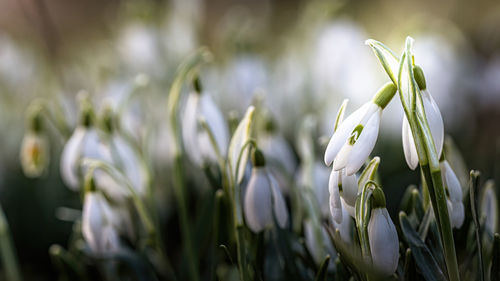 Close-up of white flowering plants