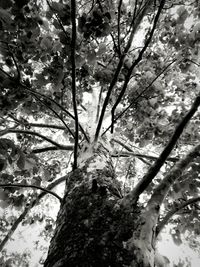 Low angle view of tree