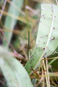 Close-up of leaves