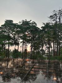 Scenic view of palm trees on land against sky