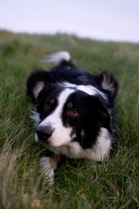 Black sheep dog lying on grass