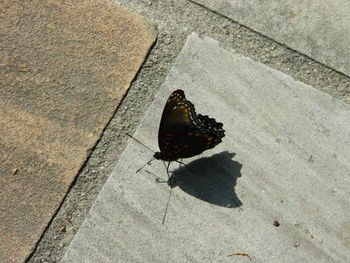 High angle view of butterfly perching on sidewalk