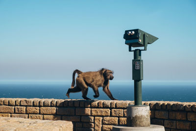 Baboon and telescope at cape of good hope