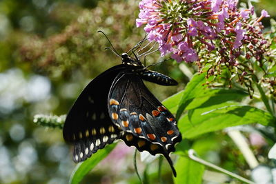 Close-up of butterfly perching on flower